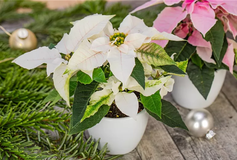 Euphorbia pulcherrima 'Princettia'® Euphorbia pulcherrima 'Princettia'®