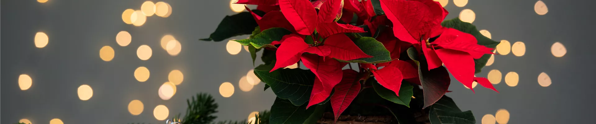 Euphorbia pulcherrima, rot Euphorbia pulcherrima, rot