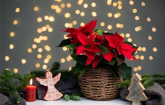 Weihnachtsstern pflanzen - Nicht nur an Weihnachten ein Muss Weihnachtsstern pflanzen - Nicht nur an Weihnachten ein Muss