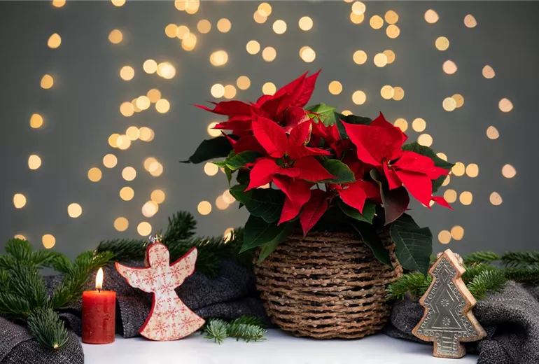 Euphorbia pulcherrima, rot Euphorbia pulcherrima, rot