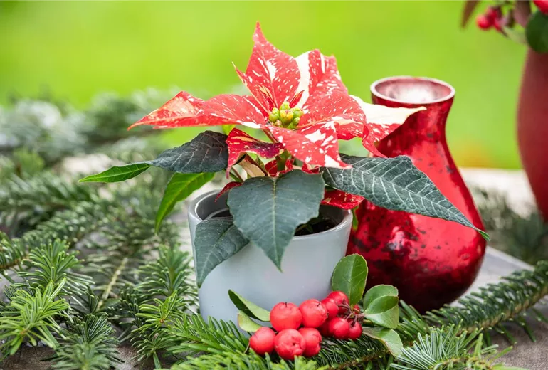 Euphorbia pulcherrima, Mini Euphorbia pulcherrima, Mini