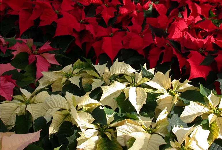 Euphorbia pulcherrima Euphorbia pulcherrima