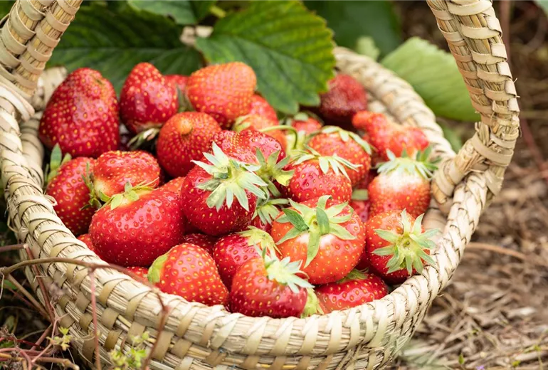 Fragaria x ananassa 'Allegro' Fragaria x ananassa 'Allegro'