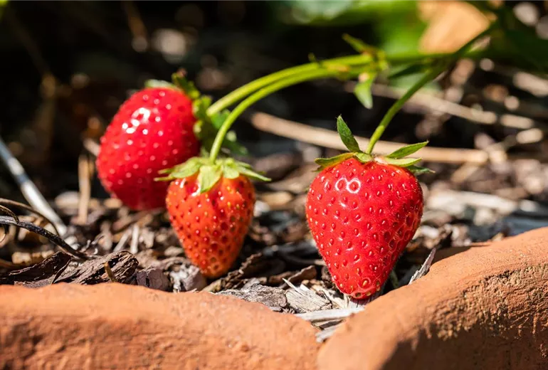 Fragaria x ananassa Fragaria x ananassa