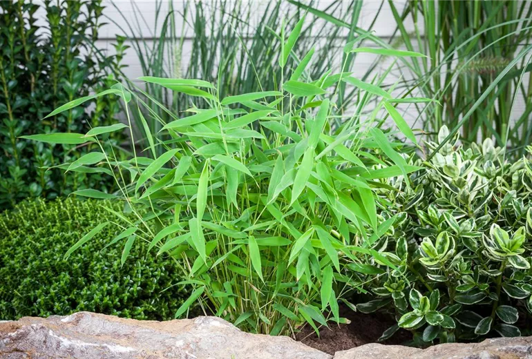 Fargesia murielae Fargesia murielae