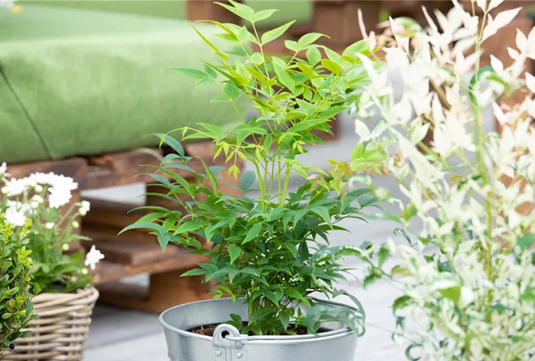 Nandina domestica Nandina domestica