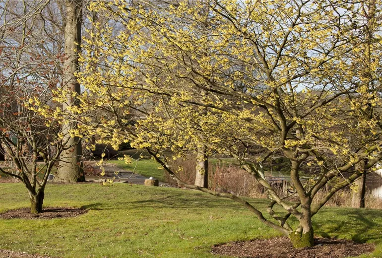 Hamamelis x intermedia 'Primavera'