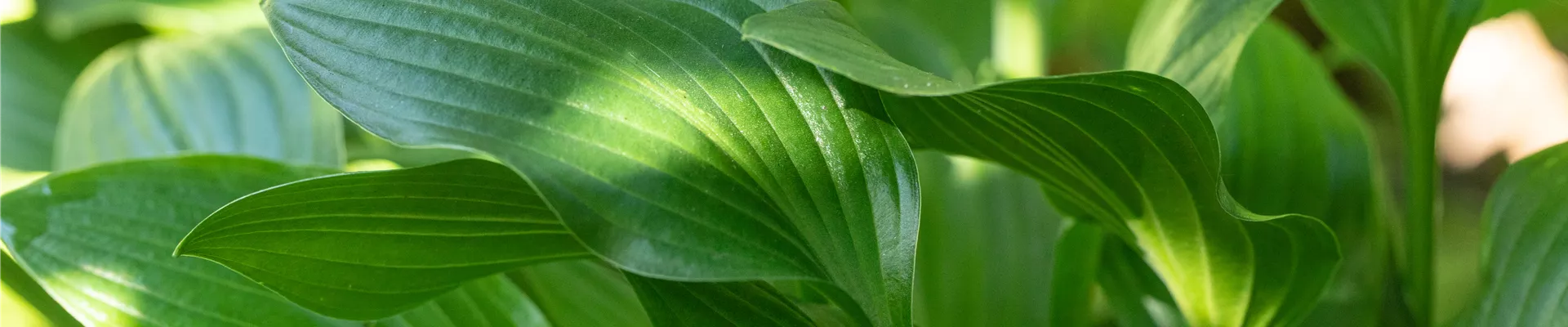 Hosta 'Small Parts' Hosta 'Small Parts'
