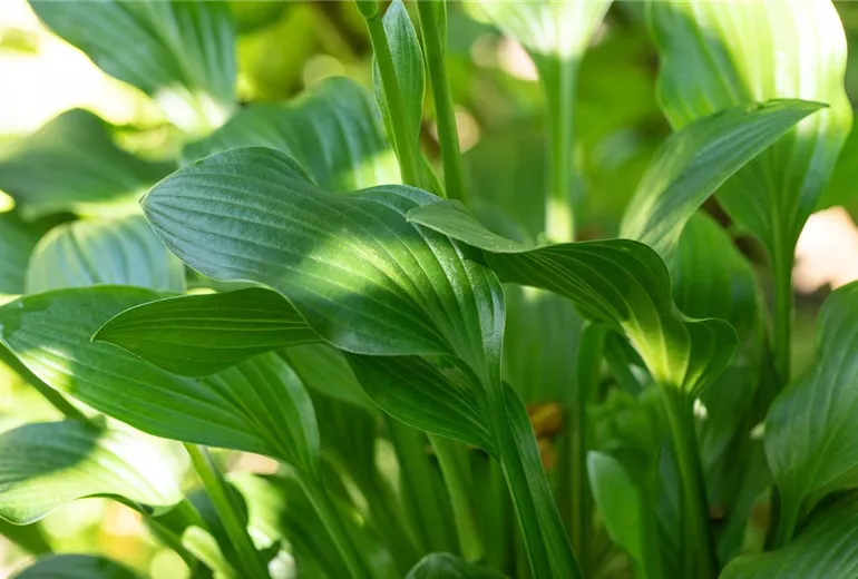 Hosta 'Small Parts'