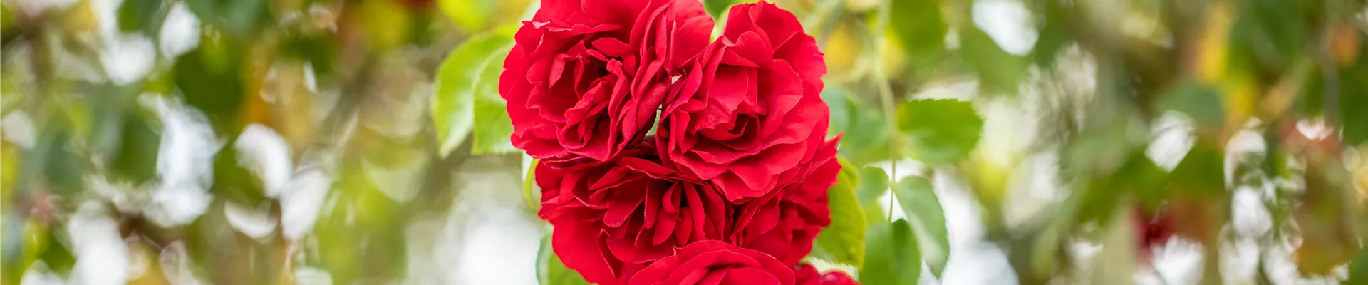 Kletterrose, rot Kletterrose, rot