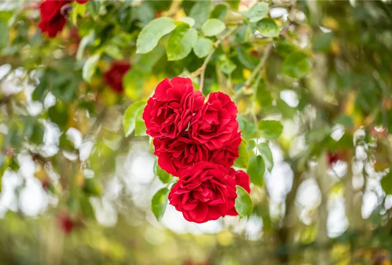 Kletterrose, rot Kletterrose, rot