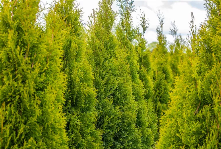 Thuja occidentalis 'Smaragd' Thuja occidentalis 'Smaragd'
