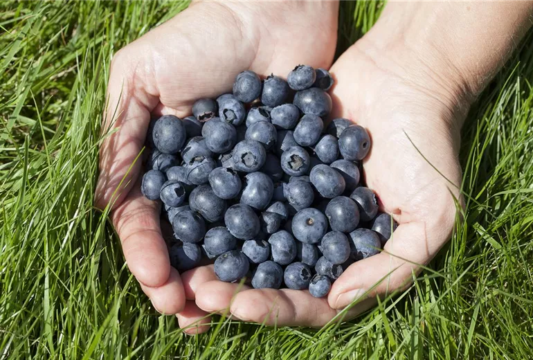 Vaccinium corymbosum Vaccinium corymbosum