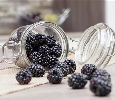 Rubus fruticosus 'Dima'