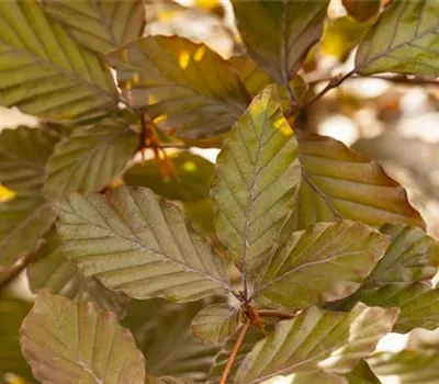 Fagus sylvatica purpurea Fagus sylvatica purpurea