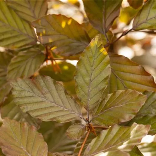 Fagus sylvatica purpurea