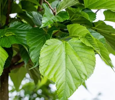 Tilia cordata Tilia cordata