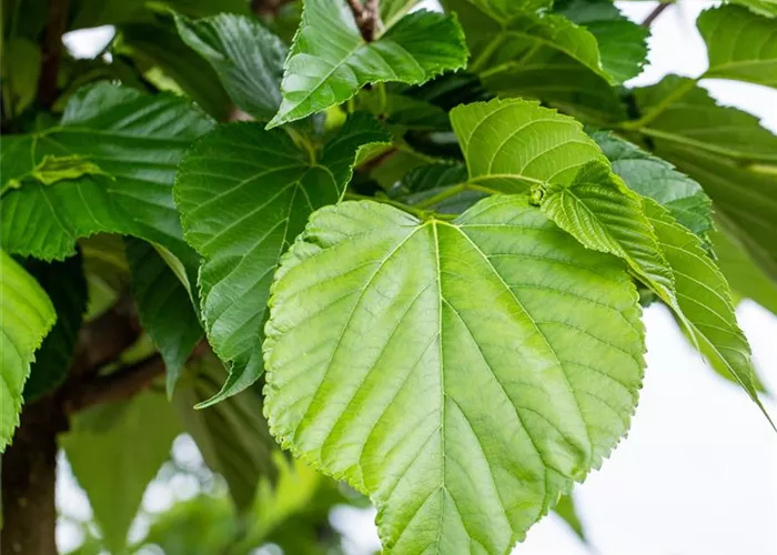 Tilia cordata