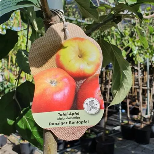 Malus 'Danziger Kantapfel' CAC Malus 'Danziger Kantapfel' CAC