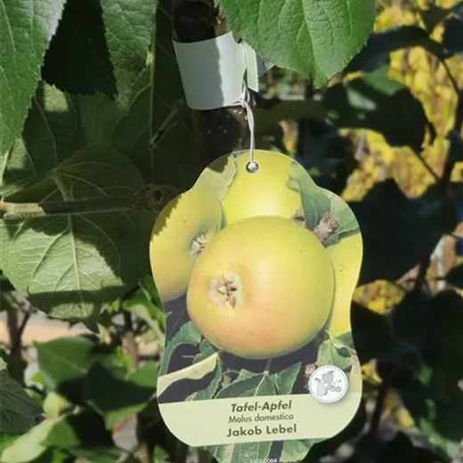 Malus 'Jakob Lebel' CAC Malus 'Jakob Lebel' CAC