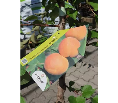 Prunus arm.'Kuresia' -S- CAC