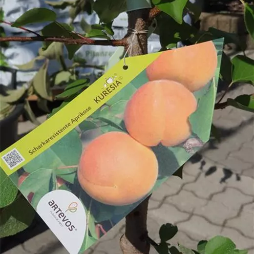 Prunus arm.'Kuresia' -S- CAC