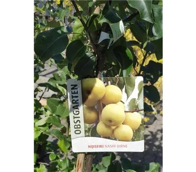 Pyrus pyrifolia 'Nijisseiki' CAC