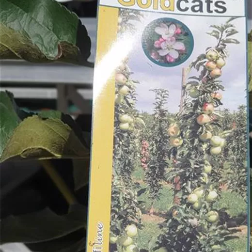 Malus Säule 'Goldcats' -S- CAC