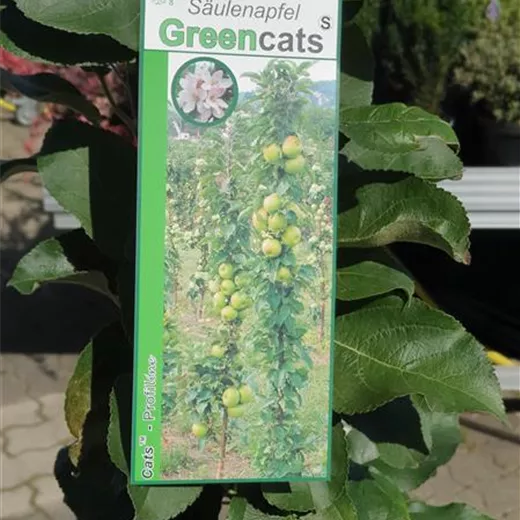 Malus Säule 'Greencats' -R- CAC Malus Säule 'Greencats' -R- CAC