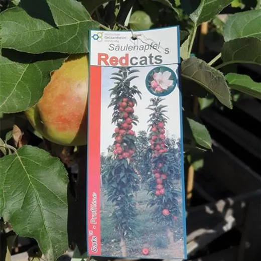 Malus Säule 'Redcats' -S- CAC Malus Säule 'Redcats' -S- CAC