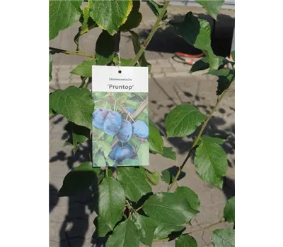Prunus Säule 'Pruntop' CAC