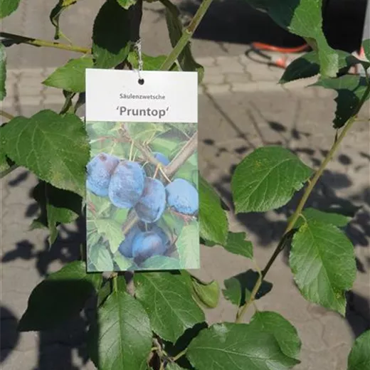 Prunus Säule 'Pruntop' CAC