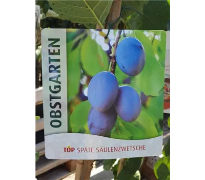 Prunus Säule Zwetsche "Top"