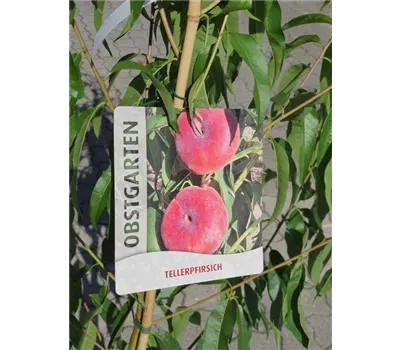 Prunus persica 'Saturne' CAC