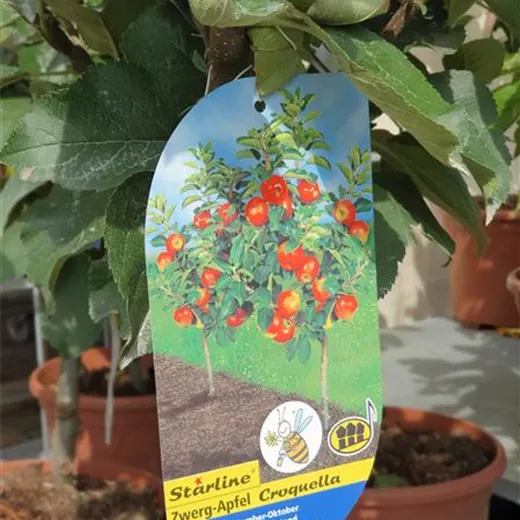 Malus 'Delgrina' -R- CAC Zwergapfel