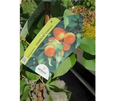 Prunus arm.'Compacta' -R- CAC