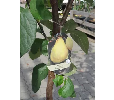 Cydonia 'Bereczki-Birnenquitte' CAC Cydonia 'Bereczki-Birnenquitte' CAC