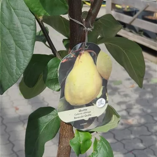 Cydonia 'Bereczki-Birnenquitte' CAC