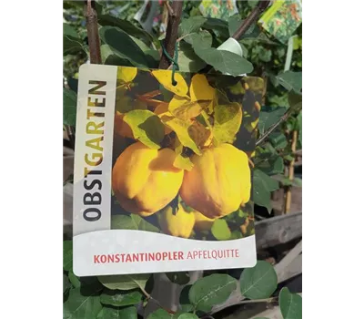 Cydonia 'Konstantinop.Apfelquitte' CAC Cydonia 'Konstantinop.Apfelquitte' CAC