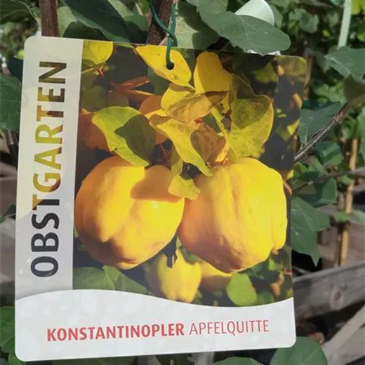 Cydonia 'Konstantinop.Apfelquitte' CAC Cydonia 'Konstantinop.Apfelquitte' CAC