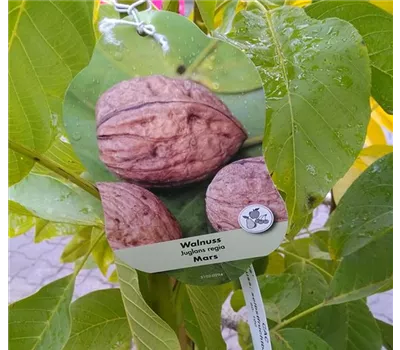 Juglans regia 'Mars' CAC Juglans regia 'Mars' CAC