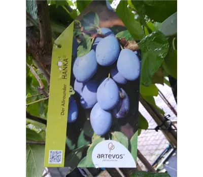 Prunus dom.'Hanka' -S- CAC