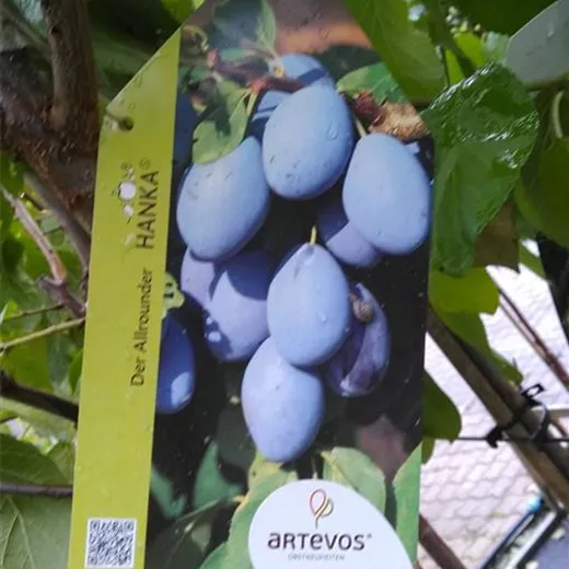 Prunus dom.'Hanka' -S- CAC