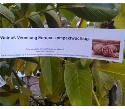 Juglans regia 'Europa' kompaktwüchsig Juglans regia 'Europa' kompaktwüchsig