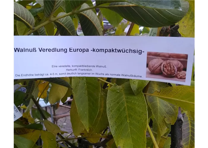 Juglans regia 'Europa' kompaktwüchsig