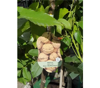 Juglans regia 'Klon 120' CAC Juglans regia 'Klon 120' CAC
