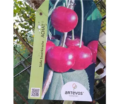 Prunus cer.'Achat' -S- CAC Prunus cer.'Achat' -S- CAC