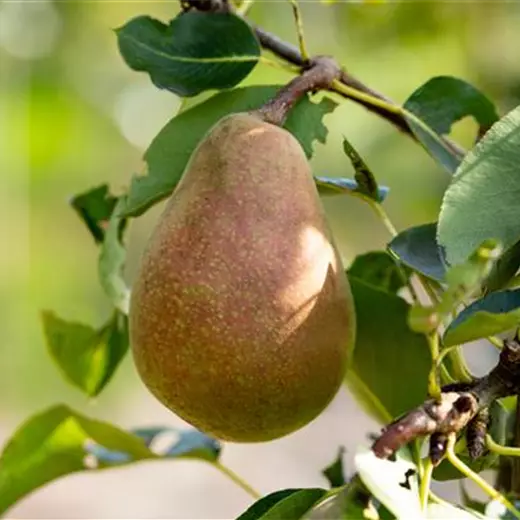 Pyrus com.'Pastorenbirne' CAC