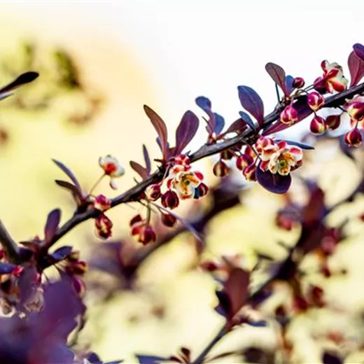 Berberis thunbergii 'Atropurpurea'