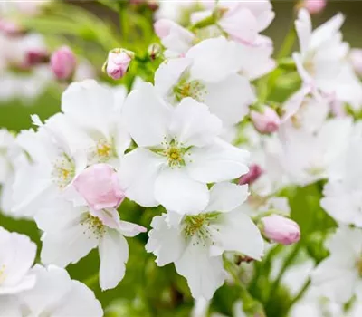 Prunus serrulata 'Amanogawa'